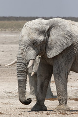 Fototapeta na wymiar Elefant im Etosha-Nationalpark, Namibia