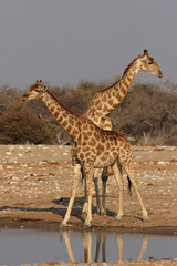Giraffen am Wasserloch im Etosha Nationalpark, Namibia