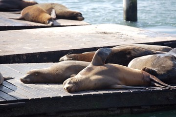 SeaLion_tunzini