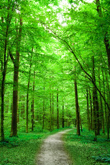 Fototapeta premium green nature. pathway in the forest