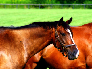 American Quarter Horse 3