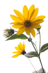 Yellow flower on white background