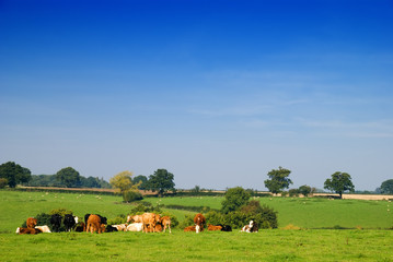 Young dairy cattle in a green field