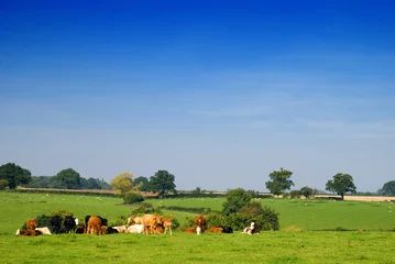 Crédence de cuisine en verre imprimé Vache Young dairy cattle in a green field