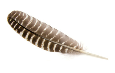 Fototapeta premium Bird Wing Feather