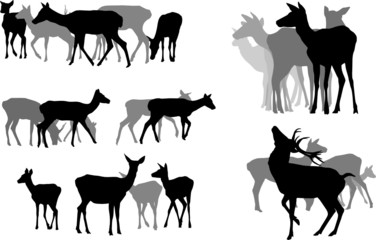 five deer herds, vector collection