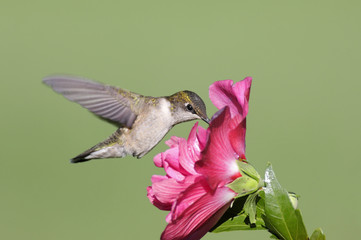 Juvenile Ruby-throated Hummingbird (archilochus colubris)