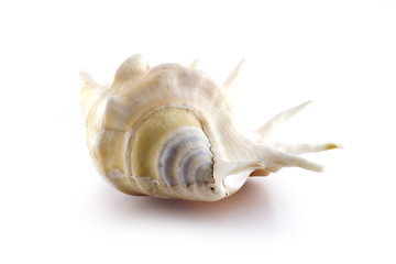Naklejka premium Isolated symmetry sea shell on white background