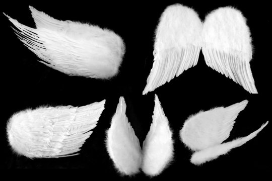 Many Angles of White Guardian Angel Wings Isolated on Black