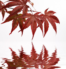 red maple leaf and water reflection