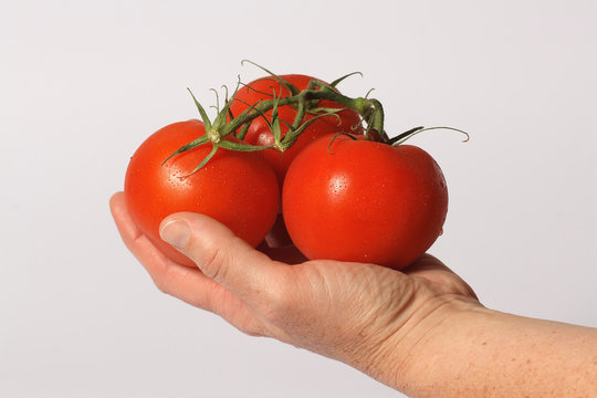 Hand h&auml;lt Tomaten