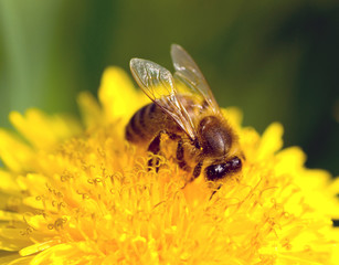 bee
