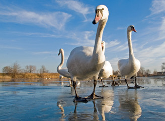 swans