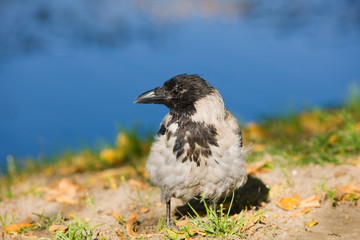 crow close up on the bank of an autumn pond