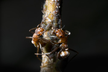 bedrohliche Kommunikation im Ameisenstaat