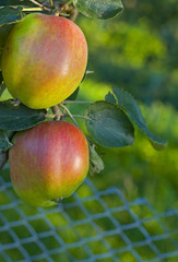 image from fruit series: apples in orchard