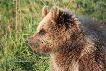 Obraz premium Jungbäer
