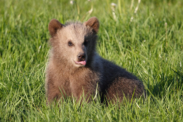 Fototapeta premium Bärenkind