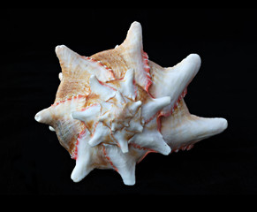 A white seashell with black stripes