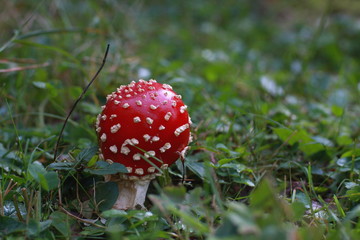 amanite tue-mouches - champignons des pyrenees
