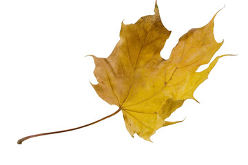 Flying autumn maple leaf (isolated on white)