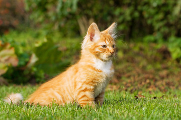 Naklejka na ściany i meble kitten sitting on a grass