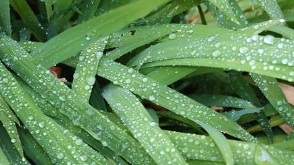 Water droplets on long green leaves