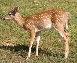 Naklejka na ściany i meble young whitetail deer fawn on a grassy field