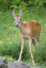 whitetail buck with velvet antlers in the summer