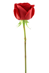 Obraz premium Rose rouge