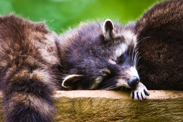 Sleeping racoons (lat. Procyon lotor), focus is on the eyes.