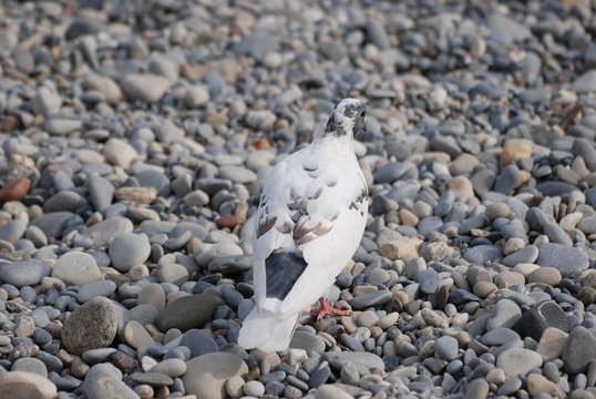 pigeon blanc