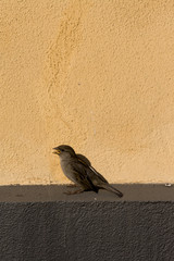 House Sparrow (Passer domesticus) on beige Wall.