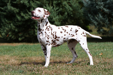 dalmatien au statique © CallallooFred
