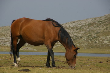 Cheval sauvage d'altitude