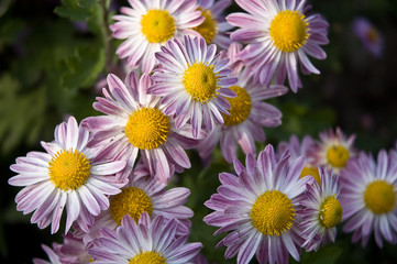 Fototapeta premium autumn chrysanthemum background