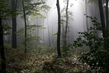 Gordijnen misty forest © nobor