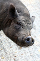 Fototapeta premium schwein