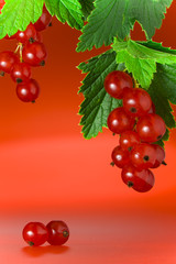 red currant