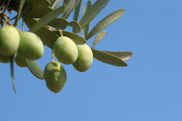 Olive branch against blue sky
