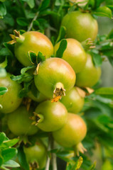 Branch with pomegranate