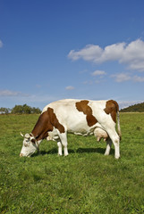 Fototapeta na wymiar Krowa