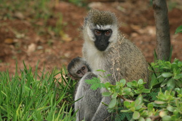 monkey with a baby  in a tree