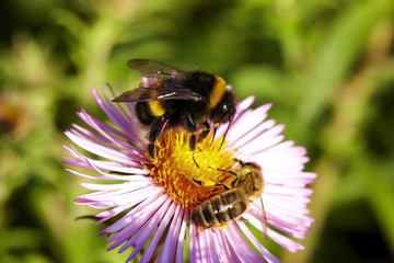 Humble-bee & Bee on flower