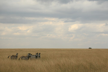 Naklejka na ściany i meble zebra herd in a kenyan grass covered landscape