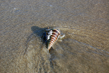 shell on the beach in water