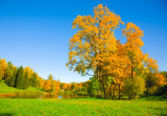 the autumn landscape with yellow tree and small pond