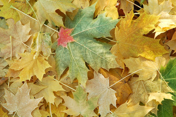 Fototapeta na wymiar Golden Fall Leaves