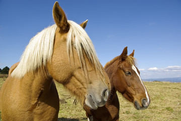 Obraz premium Cheval de trait