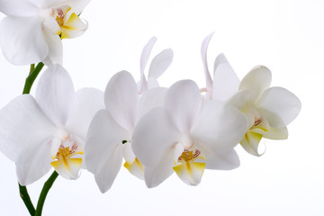 Naklejka na ściany i meble Gorgeous biały phalaenopsis kwiat orchid na białym